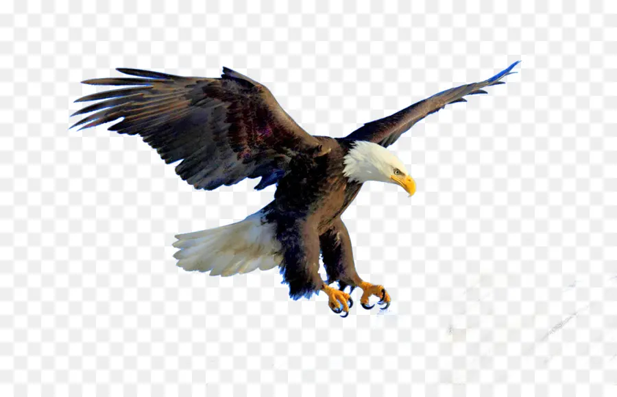 águila Calva，Vuelo PNG