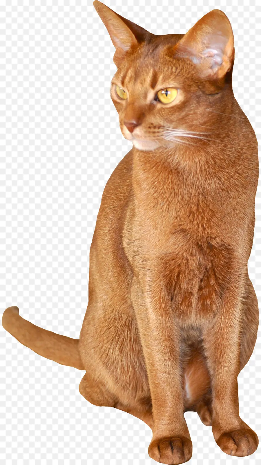 Abisinio，Chausie PNG