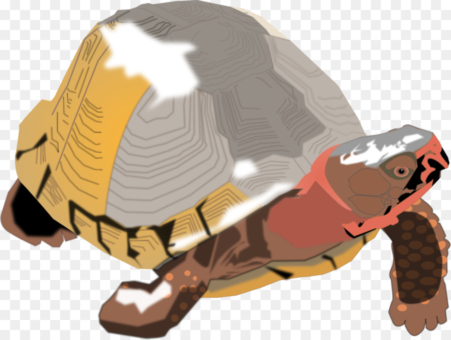 Tortuga，Tortuga De Caja PNG