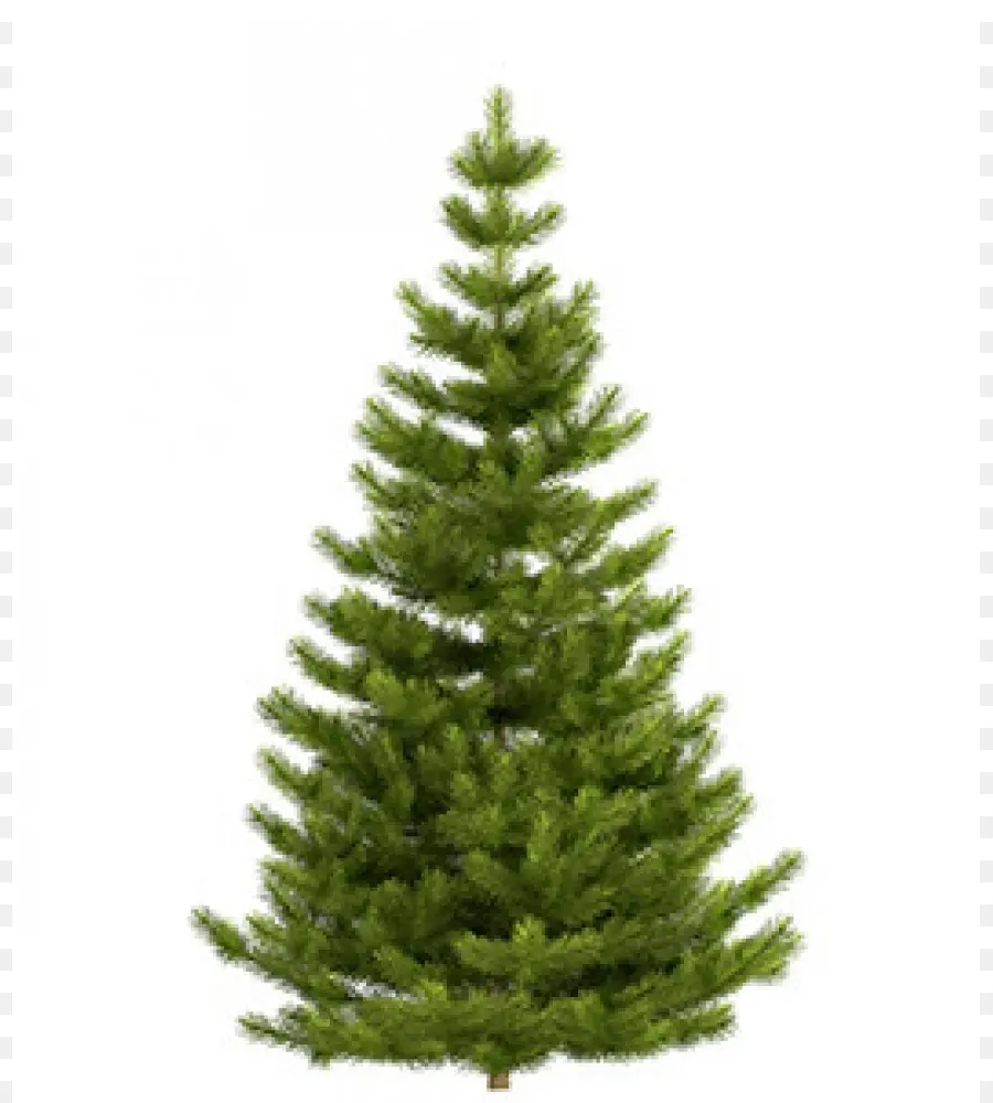 Nordmann Fir，Noble Fir PNG