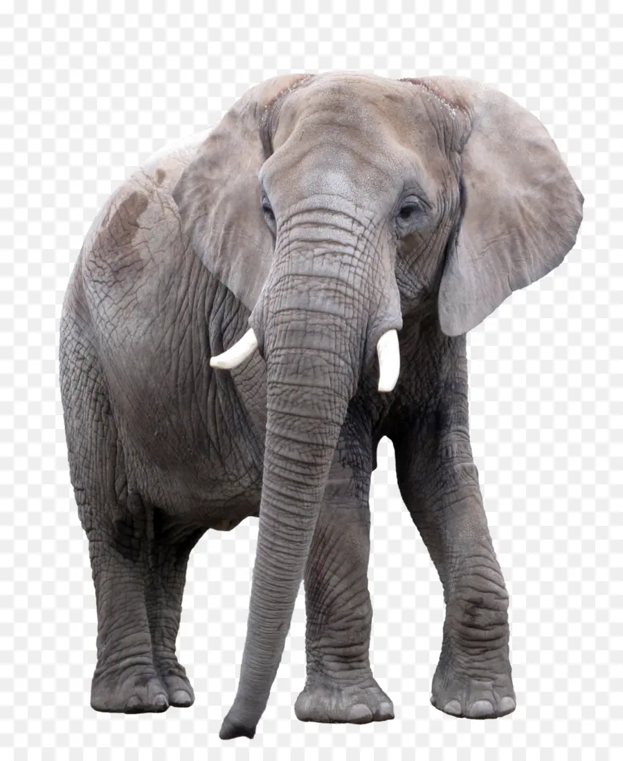 Elefante Asiático，El Elefante Africano PNG