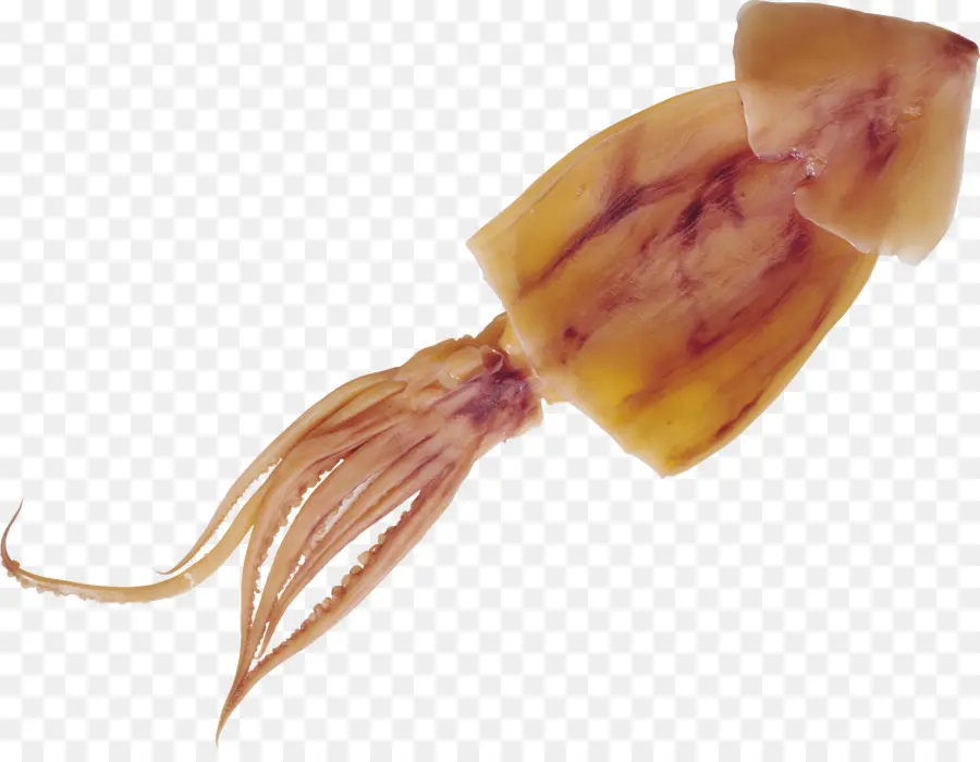 Calamar，El Calamar De Alimentos PNG