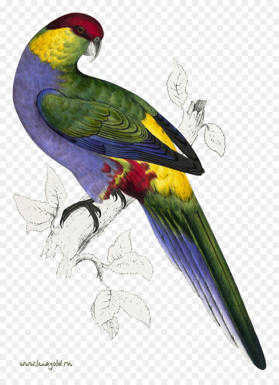 Loro Colorido，Pájaro PNG