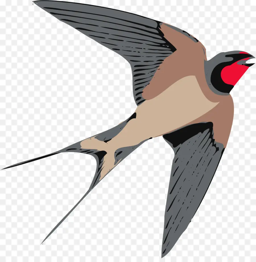 Pájaro Colorido，Vuelo PNG