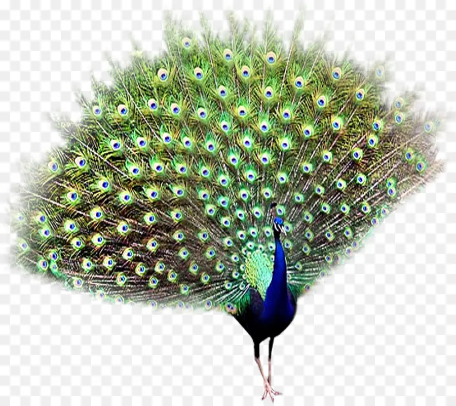 Pavo Real，Pájaro PNG