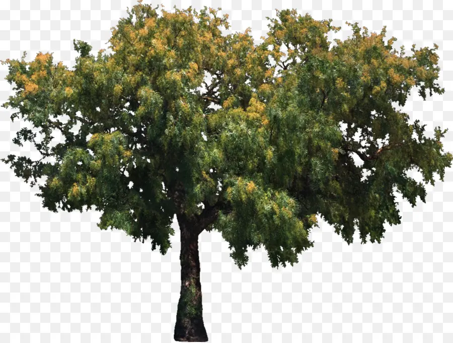 árbol，Iconos De Equipo PNG