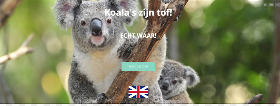 Koala，Fondo De Escritorio PNG