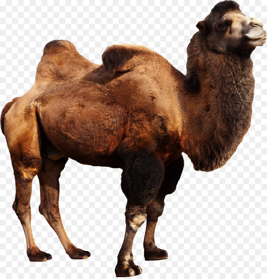 Camellos，Desierto PNG