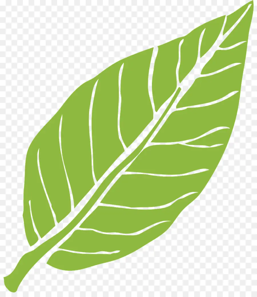 Hoja，Verde PNG