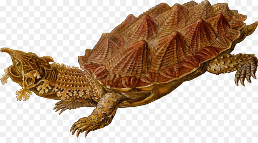 Tortuga，La Prehistoria PNG