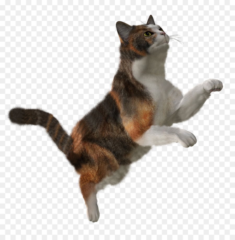 Gato，Gatito PNG