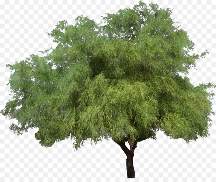 árbol Verde，Naturaleza PNG