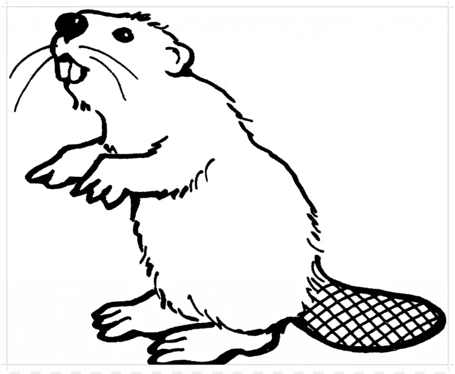 De América Del Norte Beaver，Libro Para Colorear PNG