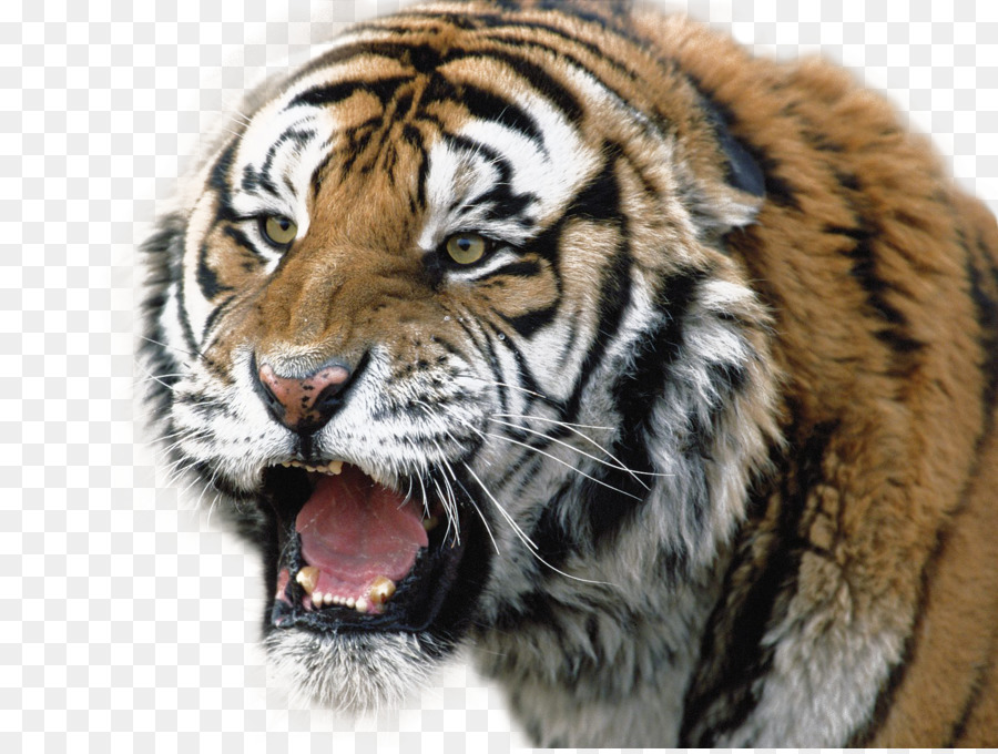 León，Tigre Siberiano PNG