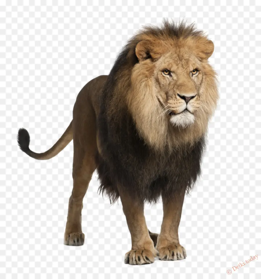 León，Felidae PNG