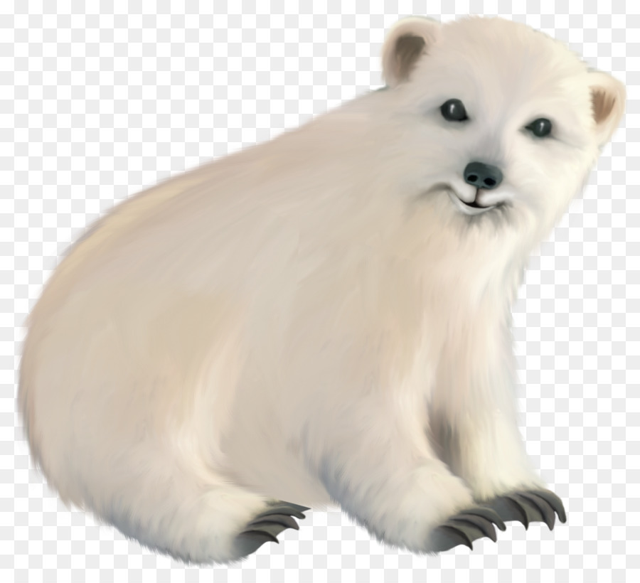 Oso Polar，Oso PNG