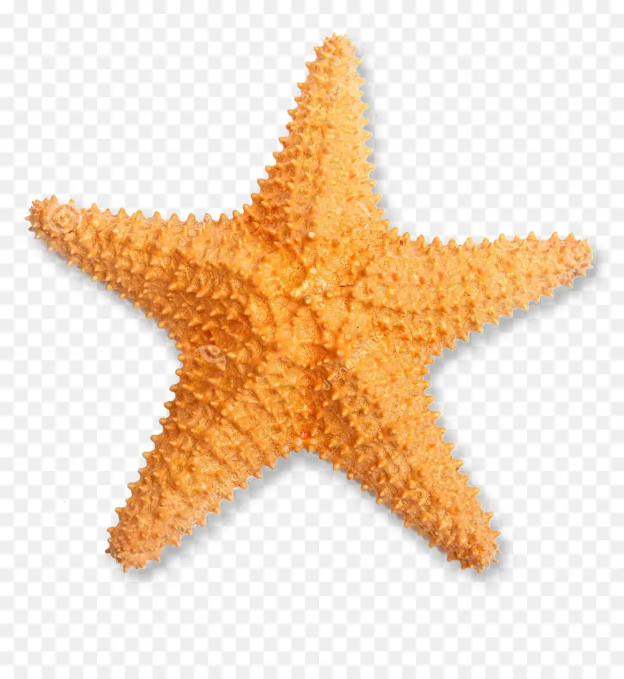 Estrella De Mar，Mar PNG