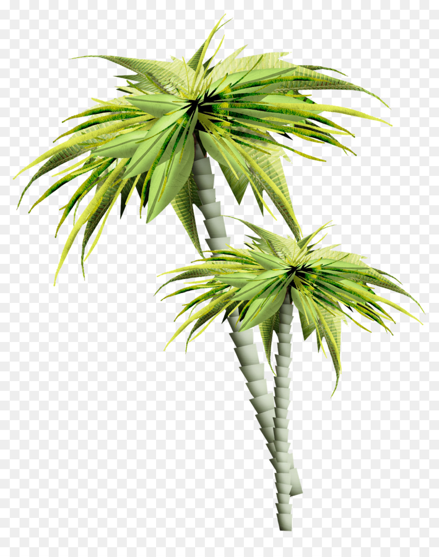 Palmera，Tropical PNG