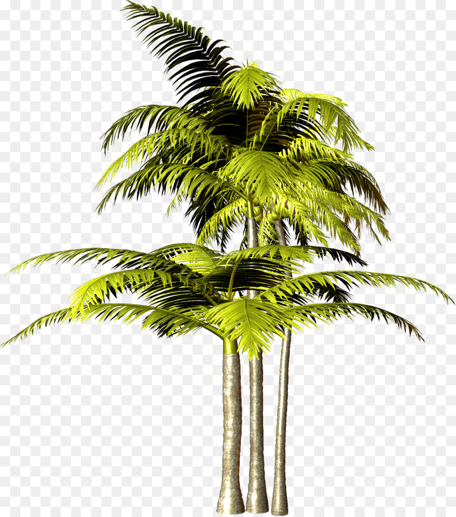 árbol，Arecaceae PNG