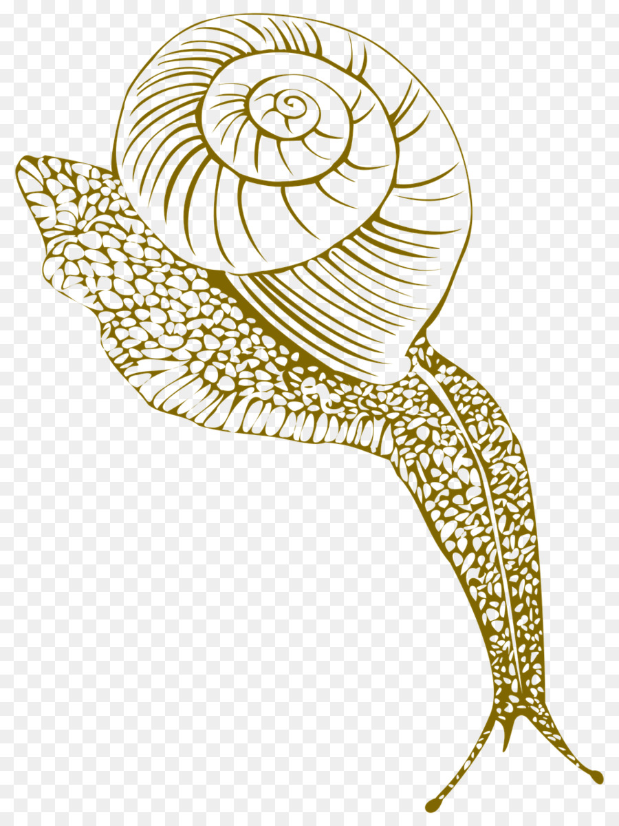 Gasterópodos，Caracol PNG