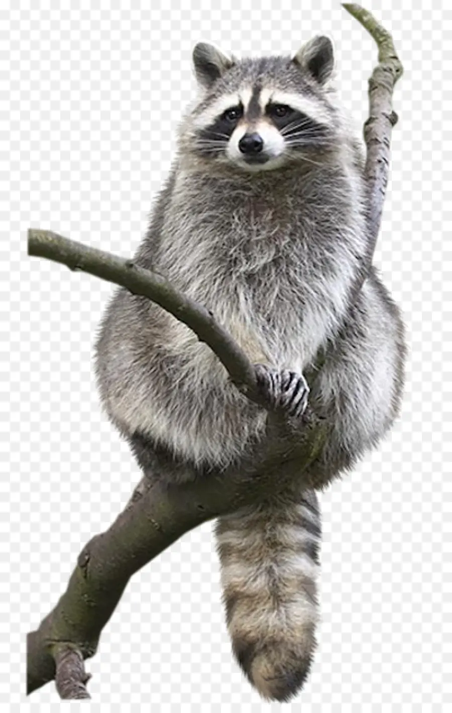 Mapache，Animal PNG