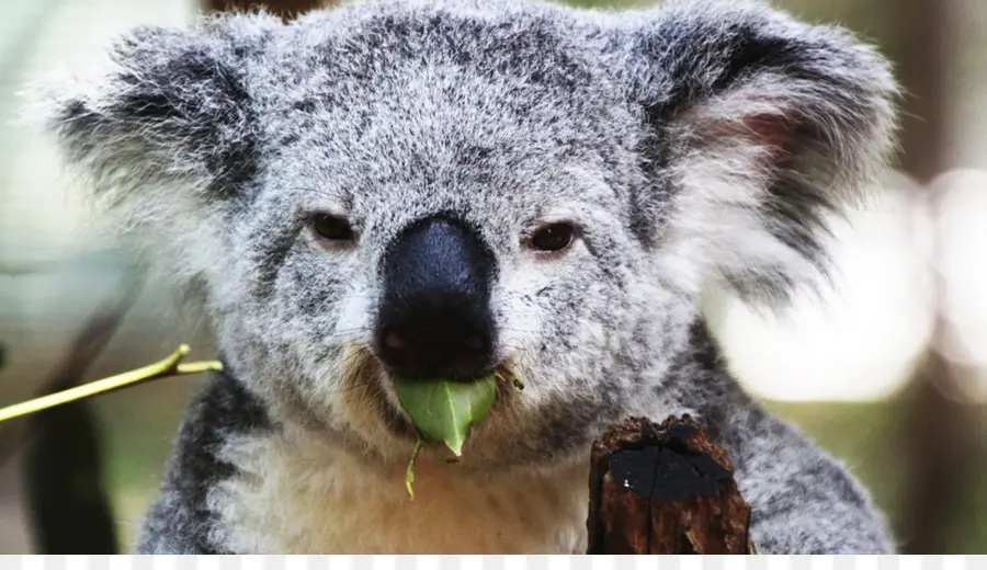 Coala，Animal PNG