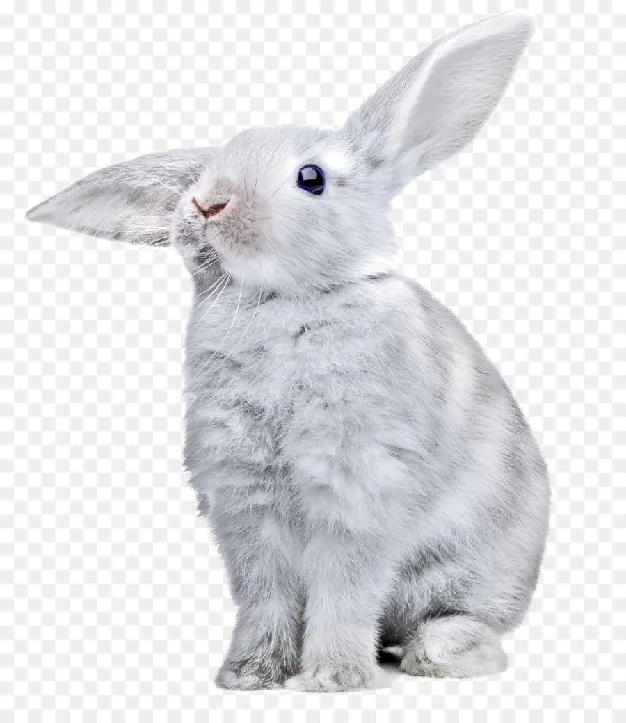 Conejo，Conejito PNG