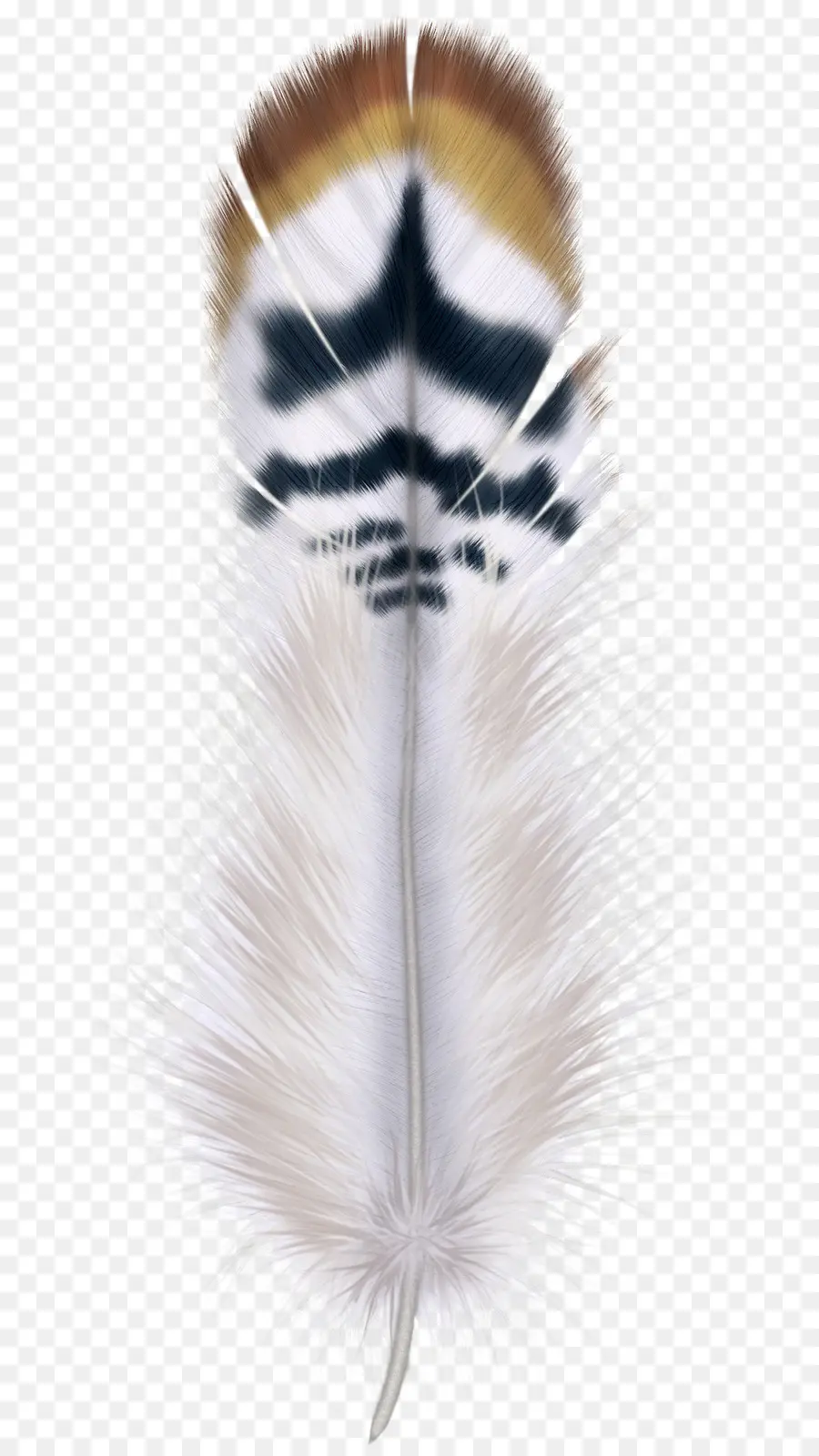 Pluma，Pájaro PNG