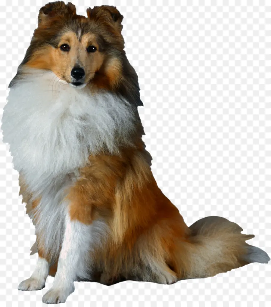 Shetland Sheepdog，Old English Sheepdog PNG