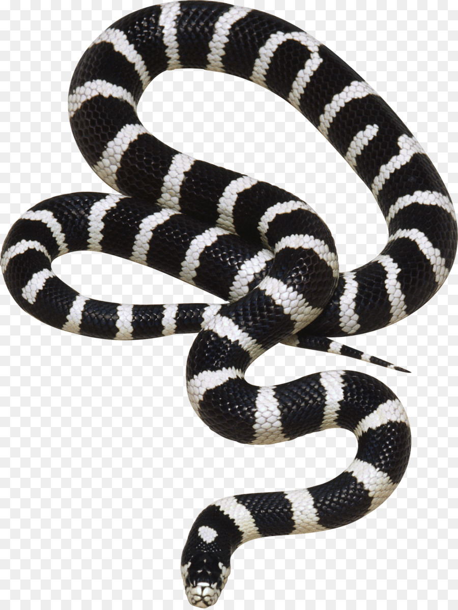 Serpiente Blanca Y Negra，Reptil PNG