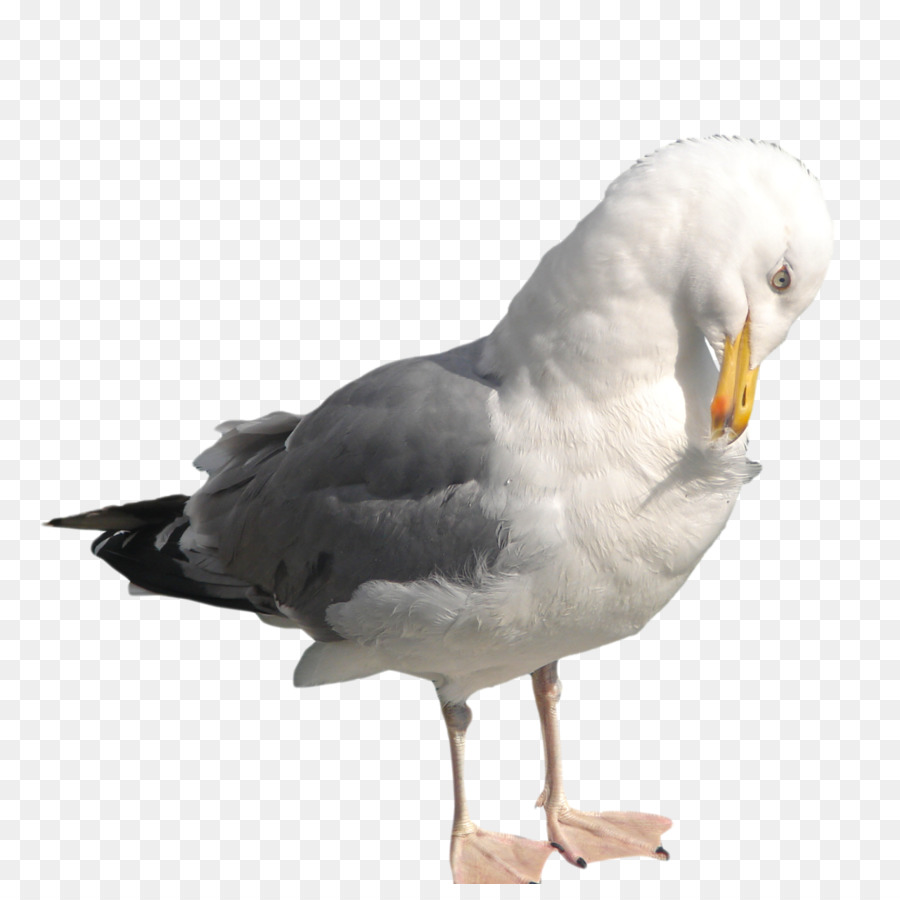 Gaviota，Agua PNG