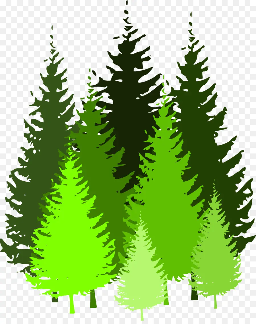 Bosque，Pino PNG