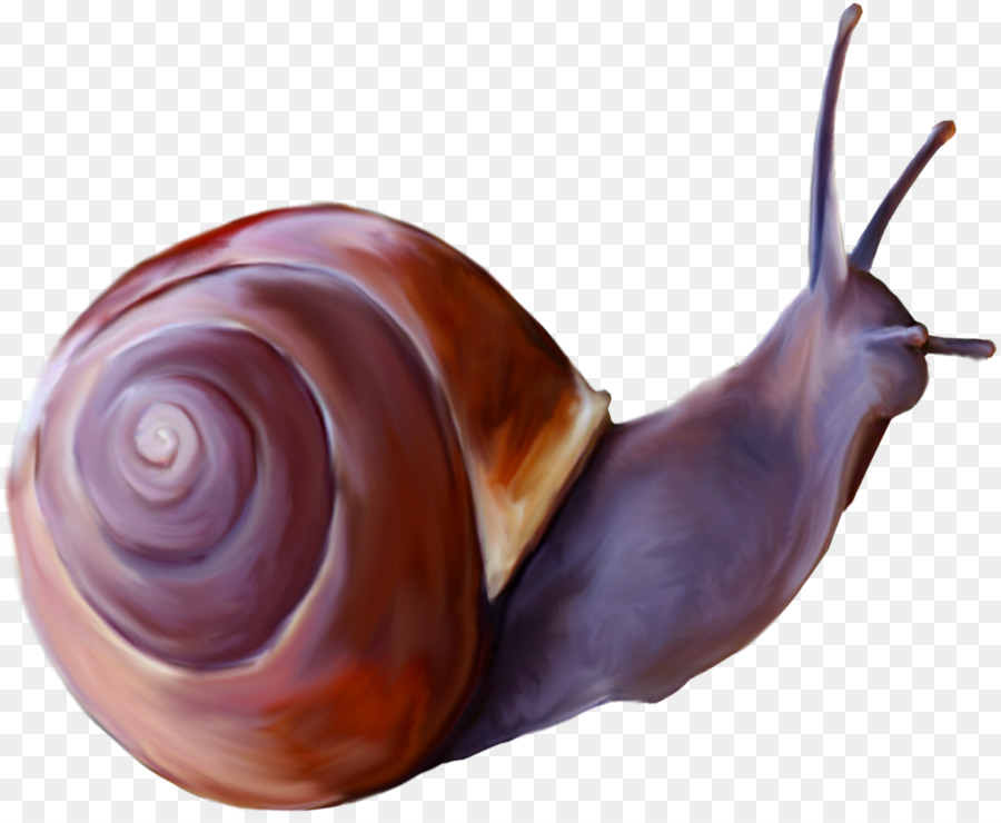 Caracol，Caparazón PNG