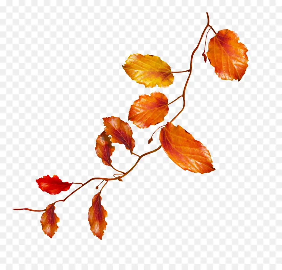 Otoño，Flor PNG