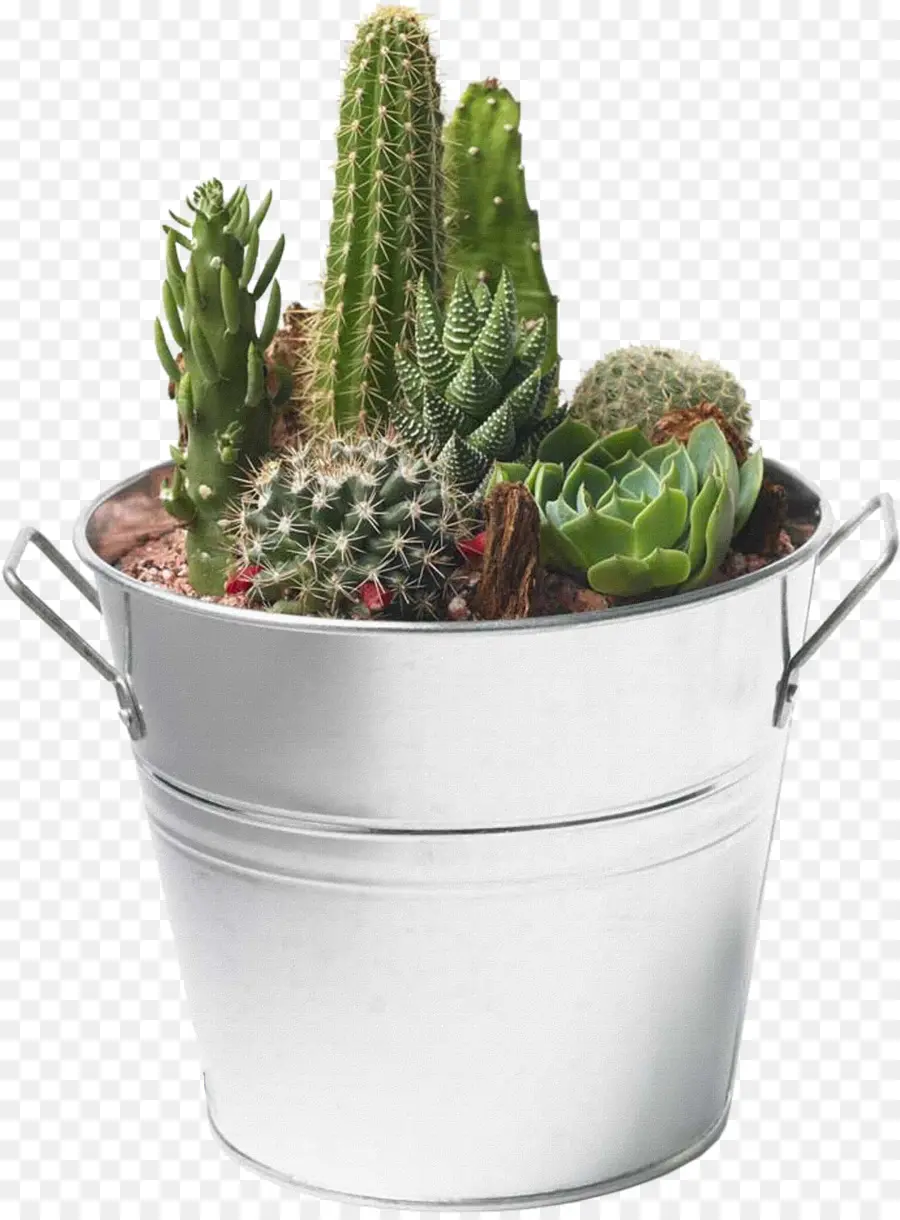 Cactus Y Suculentas，Cactaceae PNG