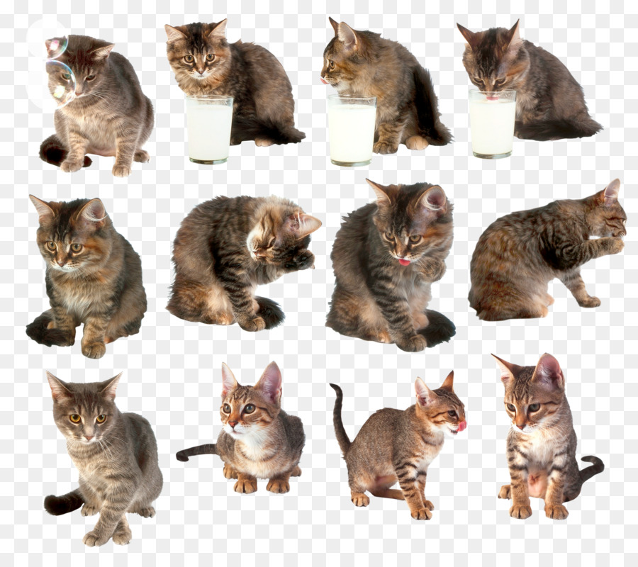 Gato，Gatito PNG