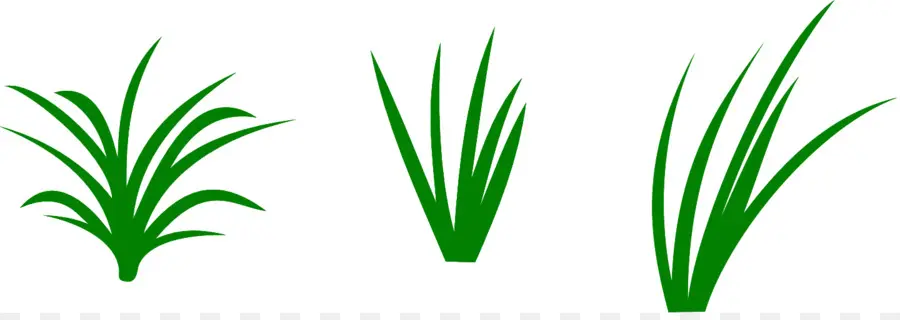 Césped，Verde PNG