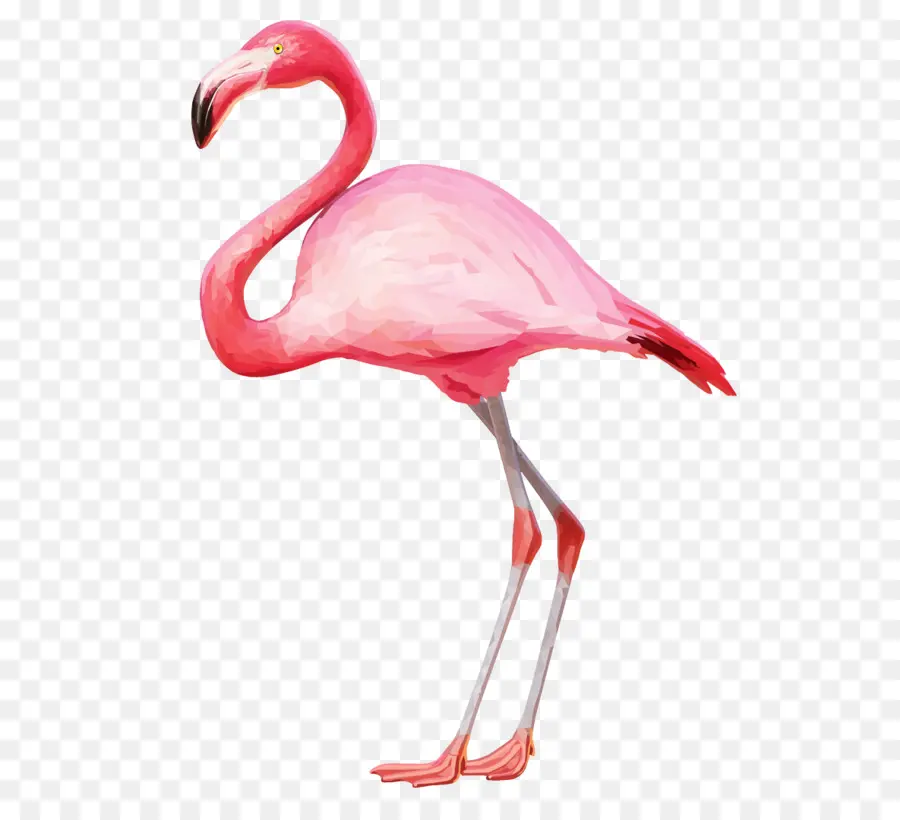 Flamingo，Postscript Encapsulado PNG