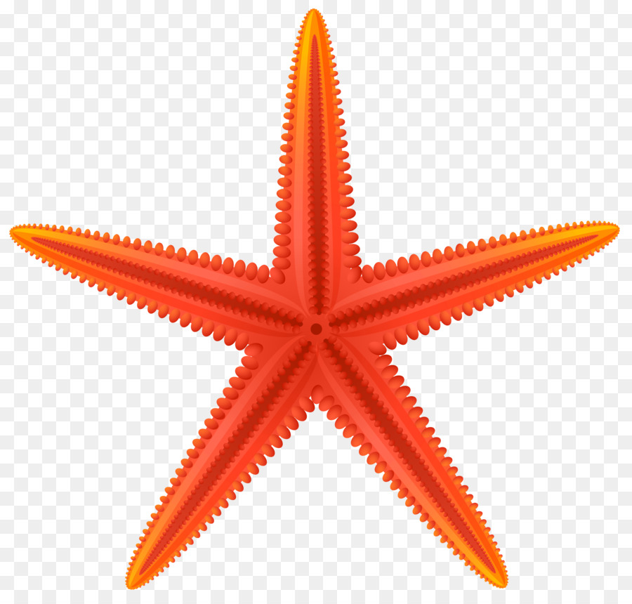 Estrella De Mar，Mar PNG