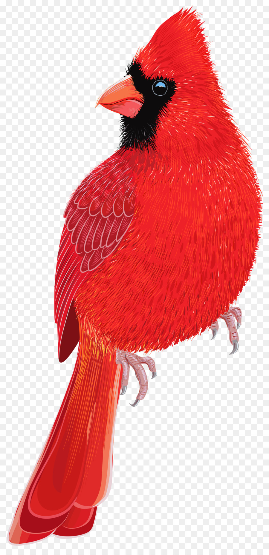 Cardenal，Rojo PNG