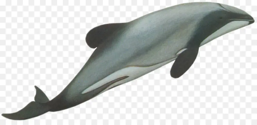 Nueva Zelanda，El Delfín De Héctor PNG