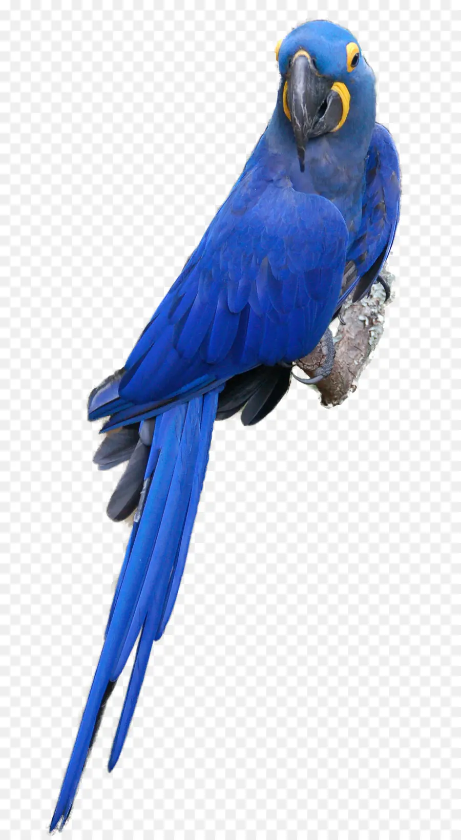 Loro Azul，Exótico PNG