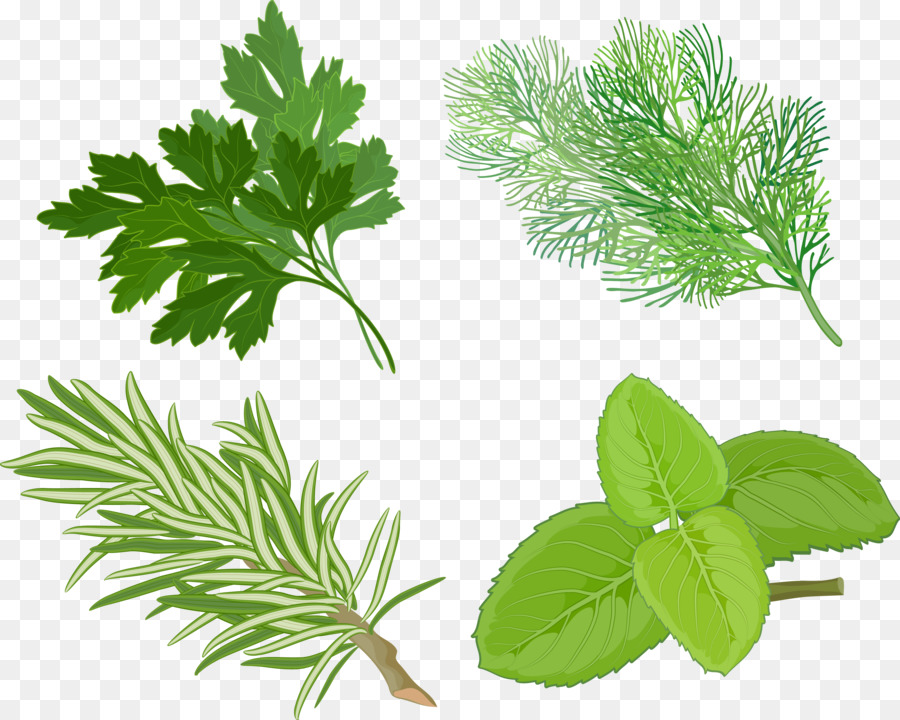 Menta，Hierba PNG