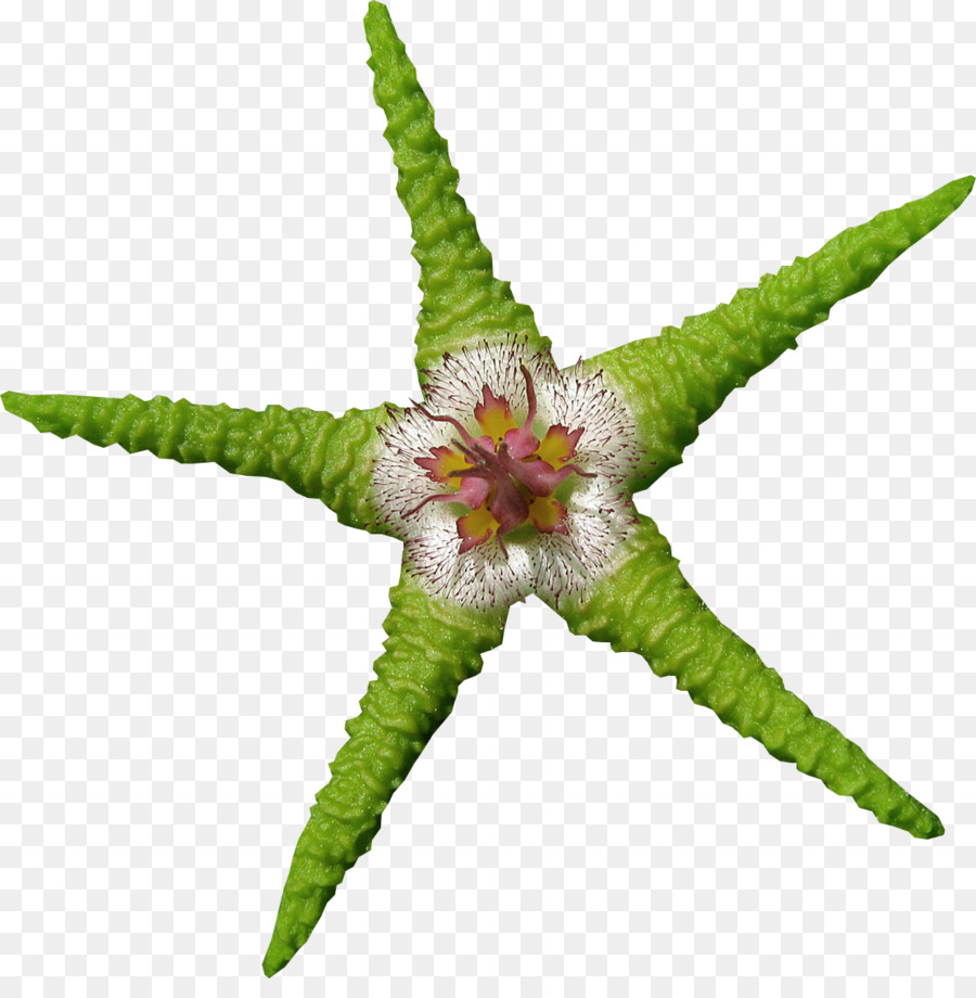 Estrella De Mar，Verde PNG