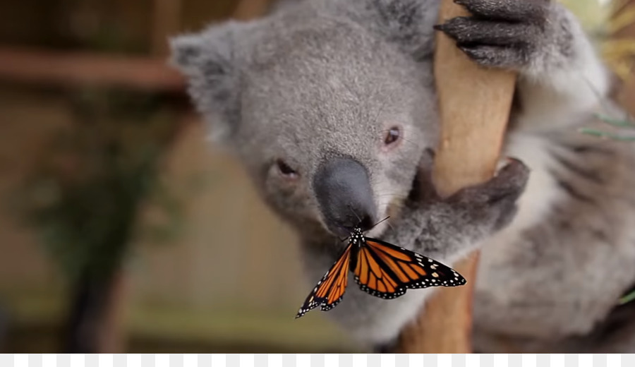 Australia Zoo，Symbio Parque De Vida Silvestre PNG