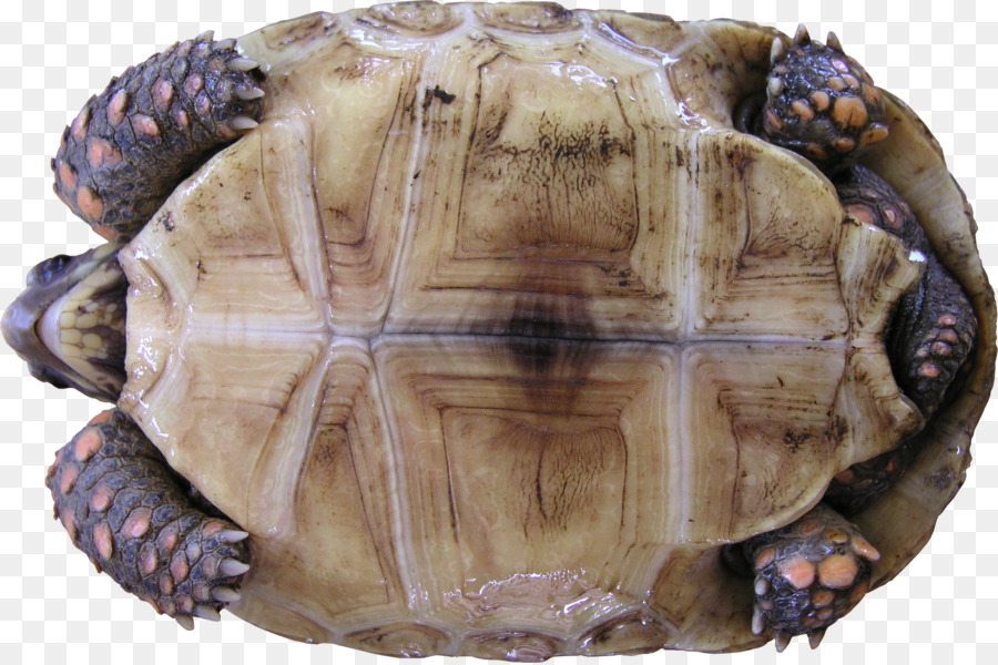 Tortuga，Tortuga De Caja PNG