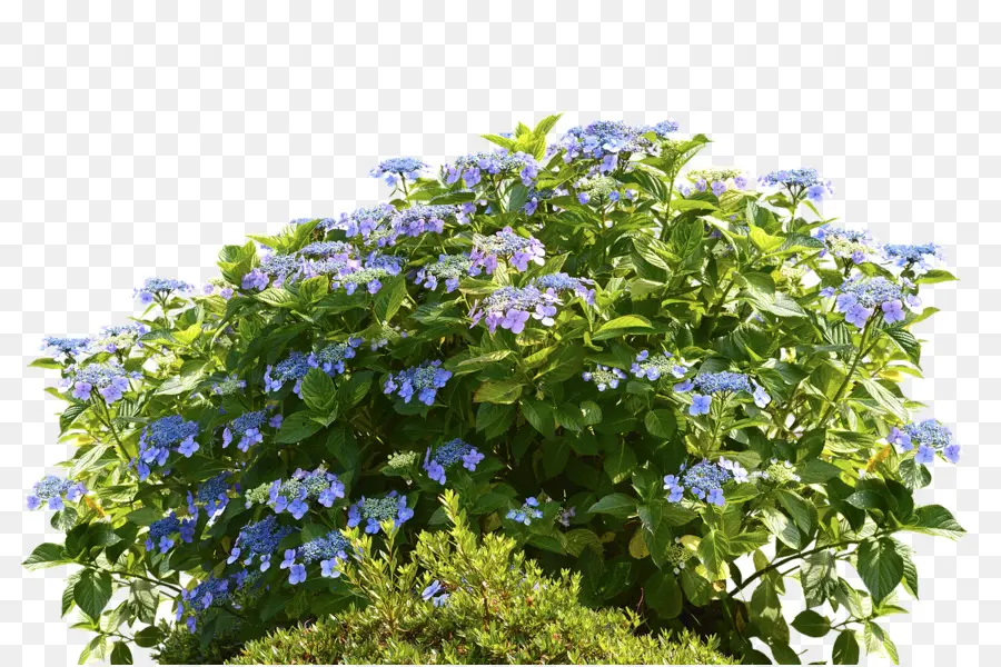 Hortensia De Hoja De Roble，Enebro Común PNG