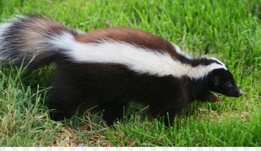 La Patagonia，Humboldt Hognosed Skunk PNG