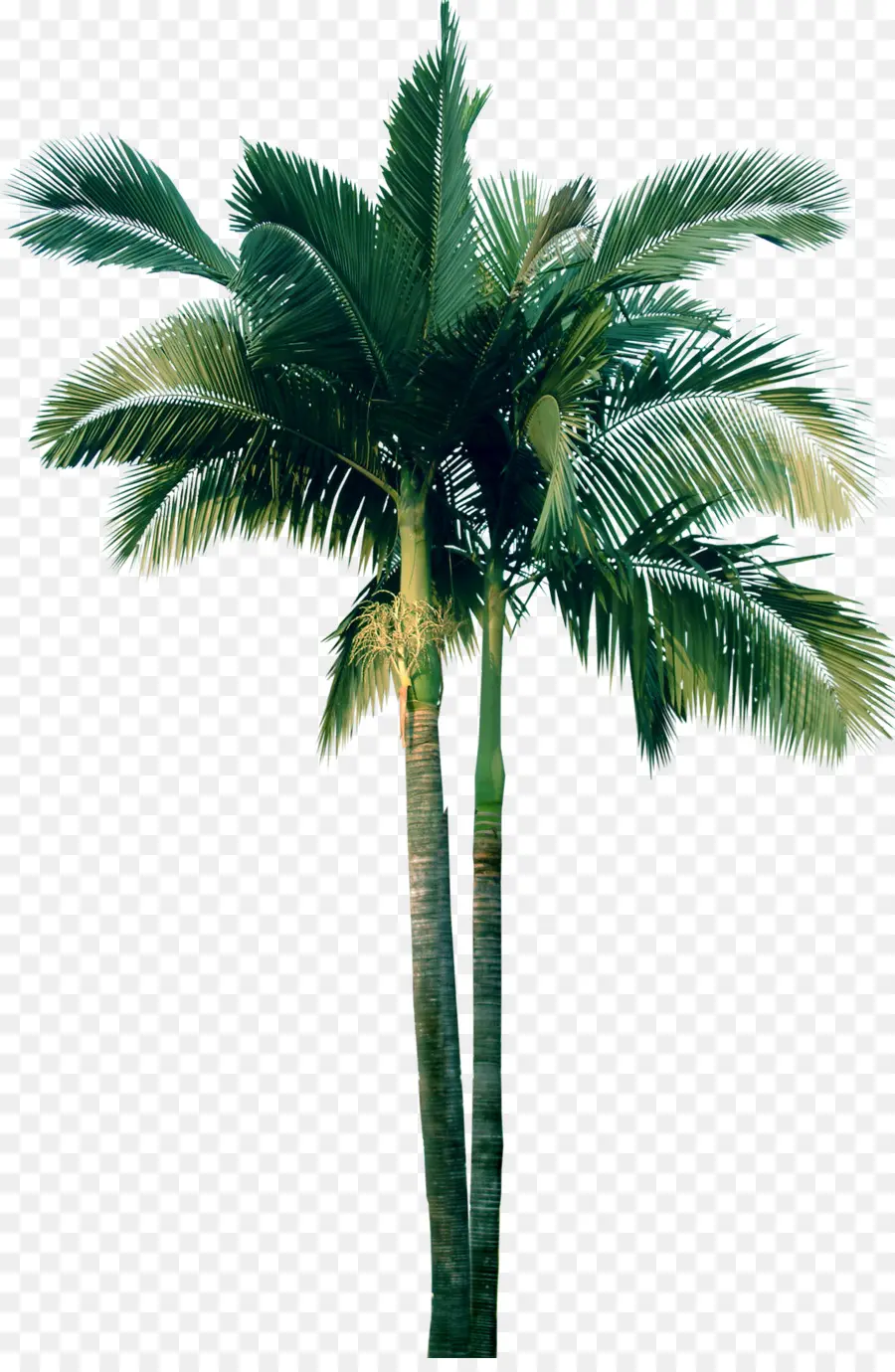 Palmera，Tropical PNG