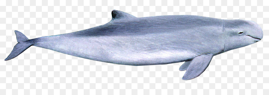 Delfín Del Irrawaddy，Australia Snubfin Delfín PNG